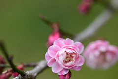 富山県中央植物園