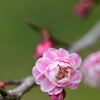 富山県中央植物園