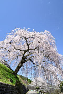 岩太郎のしだれ桜