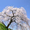 岩太郎のしだれ桜