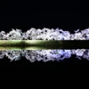 御所桜