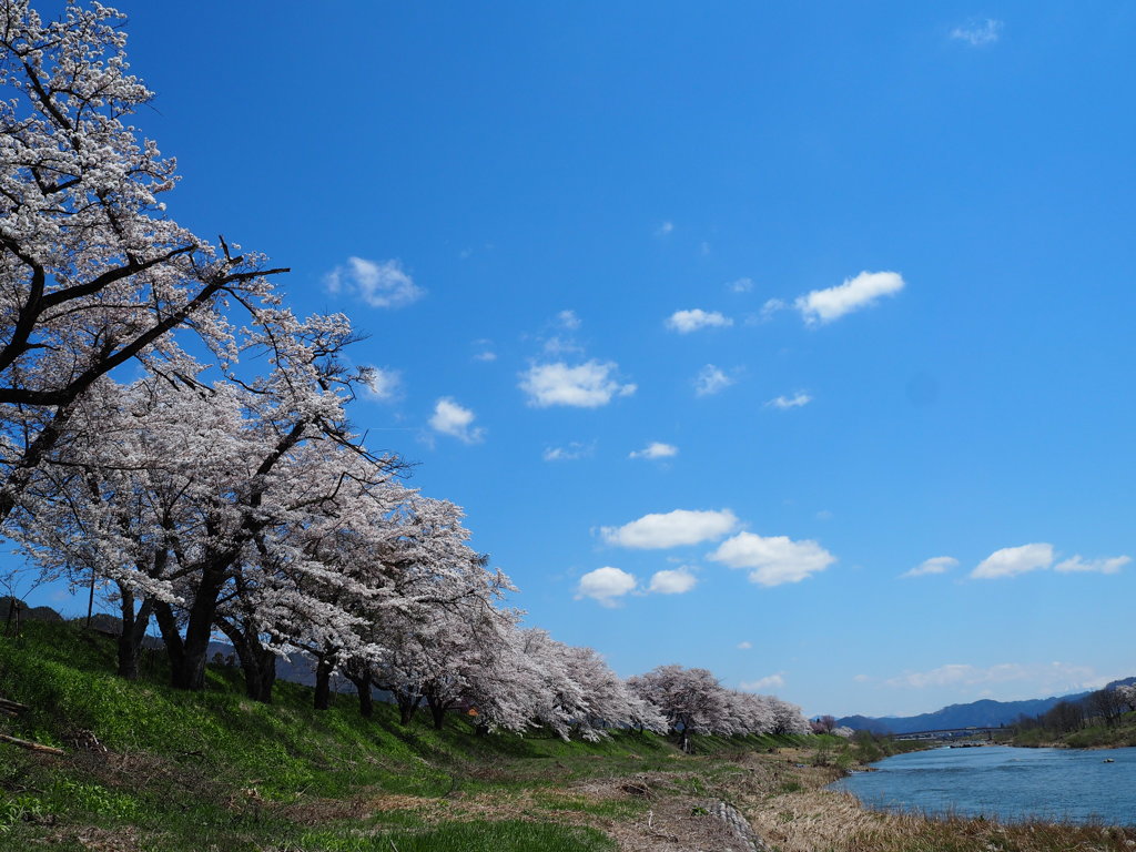 飛騨市　御所桜