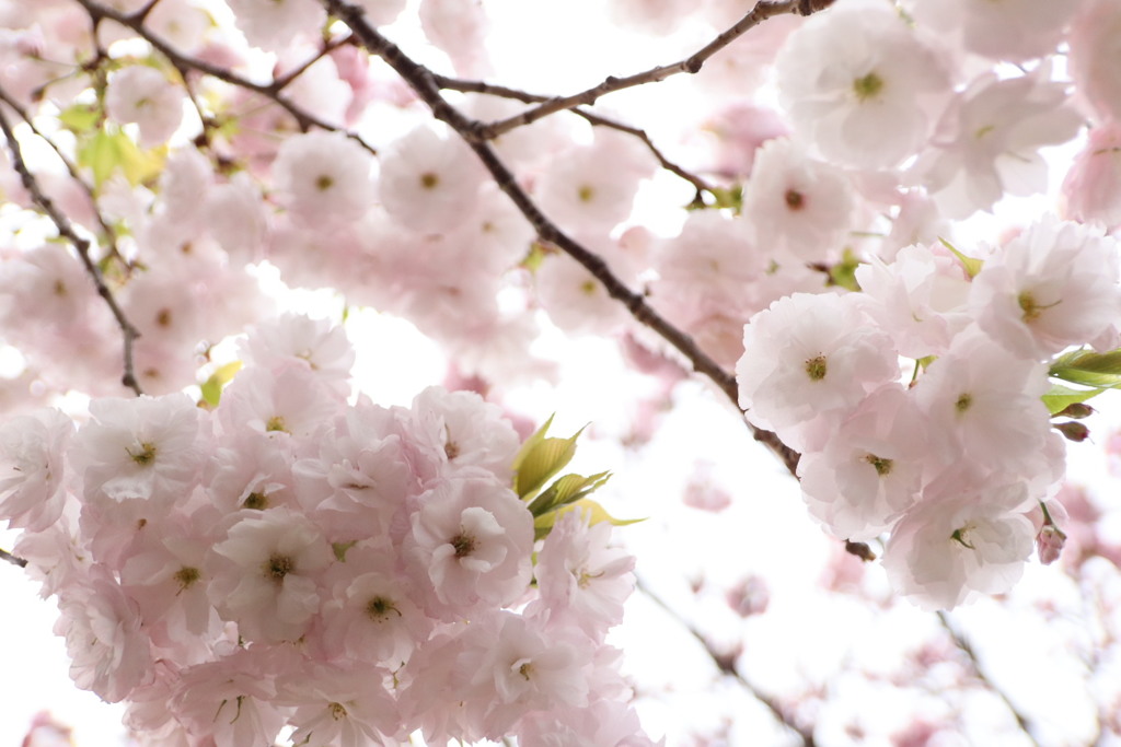 桜の通り抜け