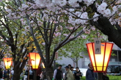 造幣局桜の通り抜け