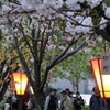 造幣局桜の通り抜け