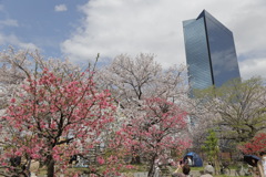 桜と梅林と新社屋