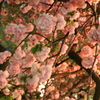 造幣局桜の通り抜け