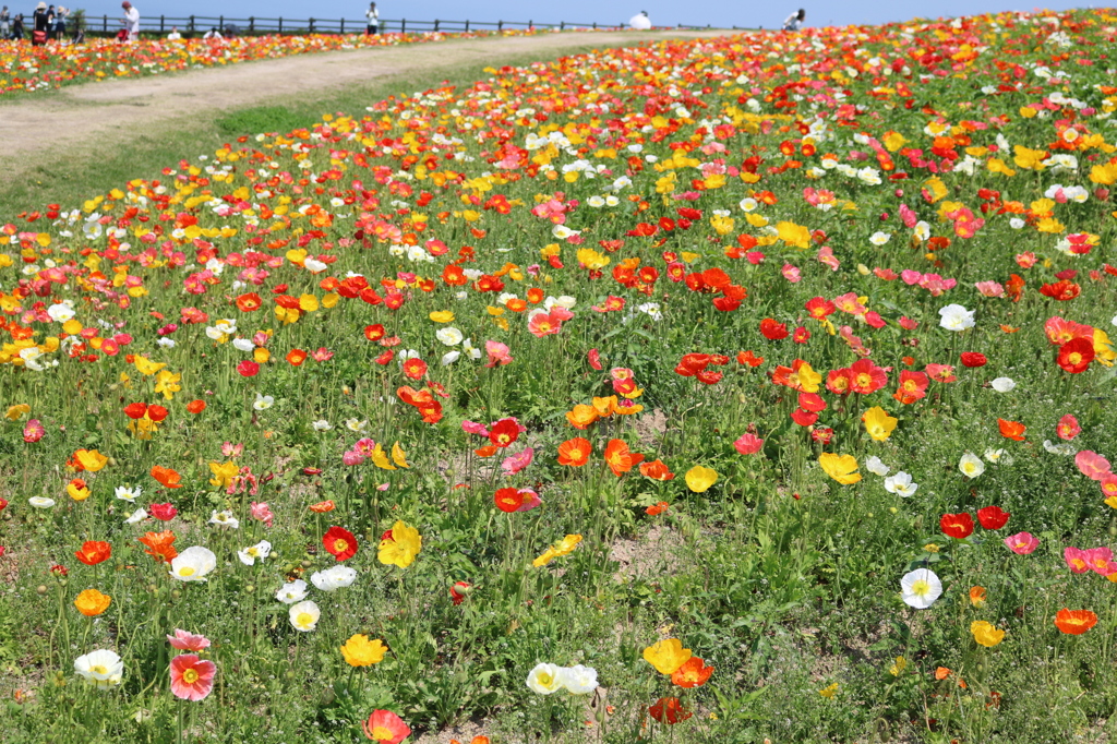 淡路島 花さじき