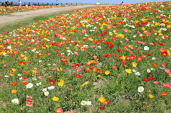 淡路島 花さじき