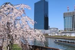大阪城公園1