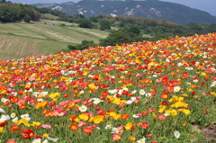 淡路島 花さじき5