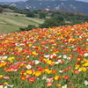 淡路島 花さじき5