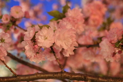 造幣局桜の通り抜け