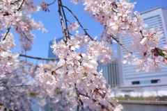 大阪城公園2