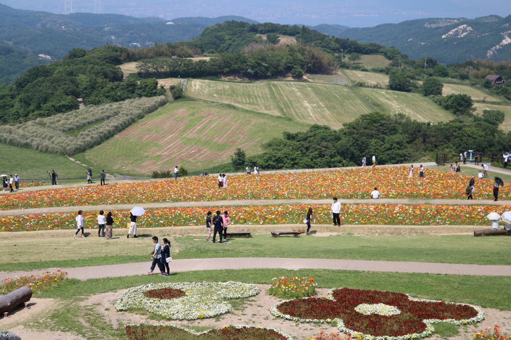 淡路島 花さじき7