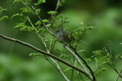 新緑の中で