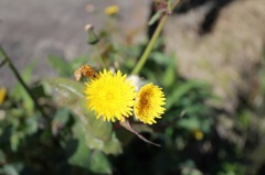❁