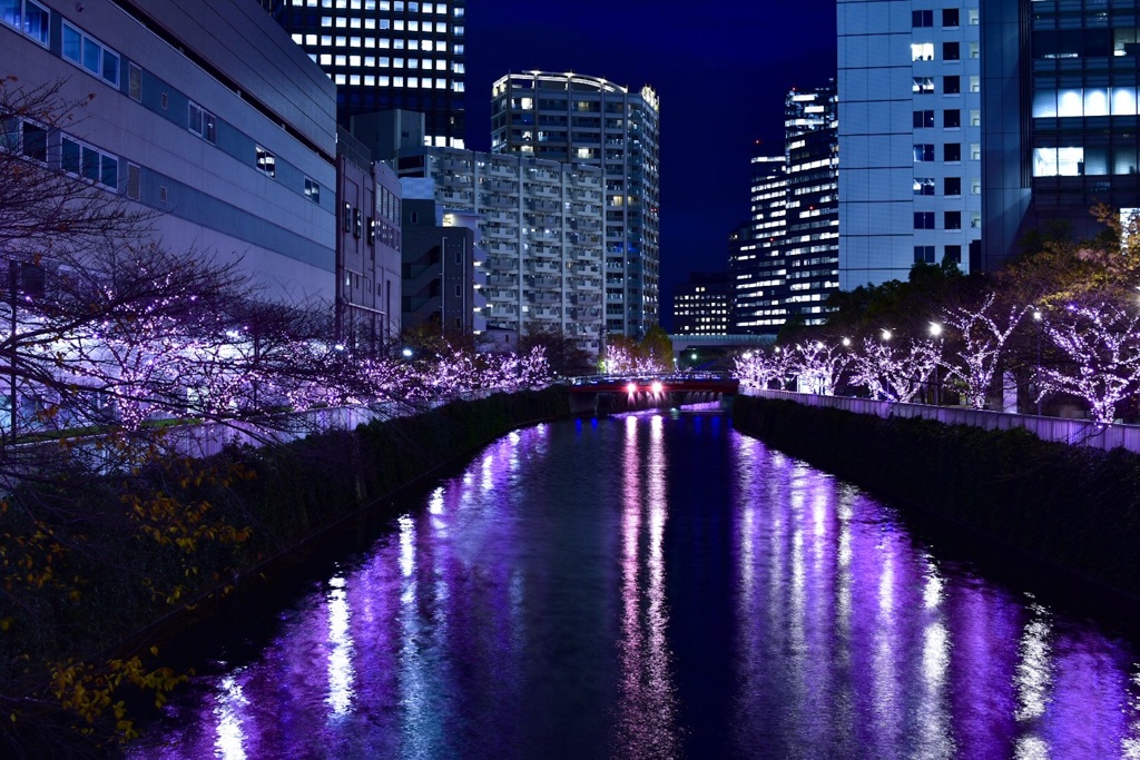 目黒川〜冬の桜〜