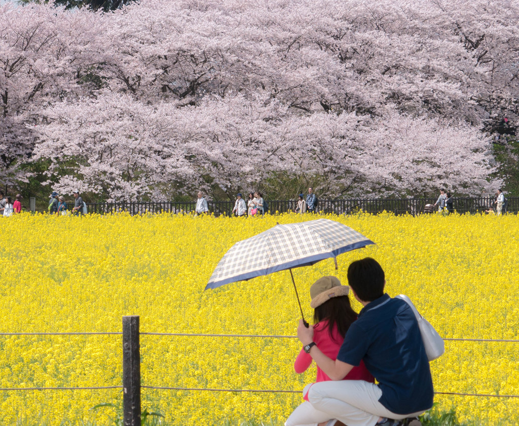 お花見日和