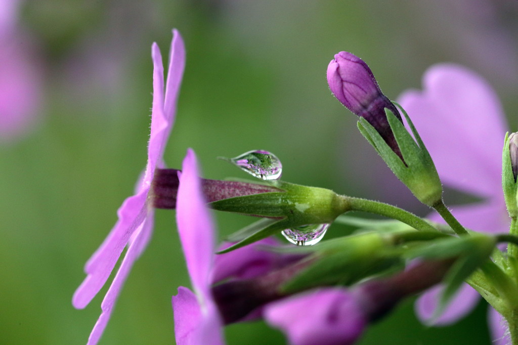 雨上がりの花壇