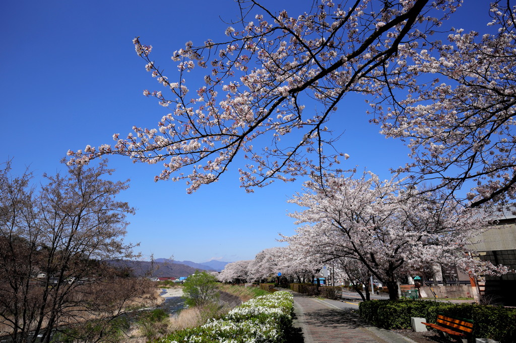 sakura