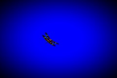 オキナワチョウトンボ