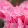 紫陽花