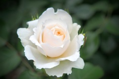 白薔薇