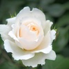 白薔薇