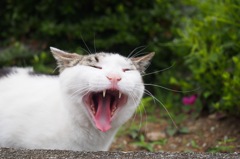 ふわ～