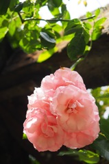 薔薇