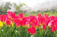 チューリップ  と桜