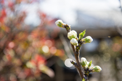 開花まじか　桃の蕾