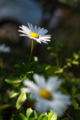 庭に咲く花