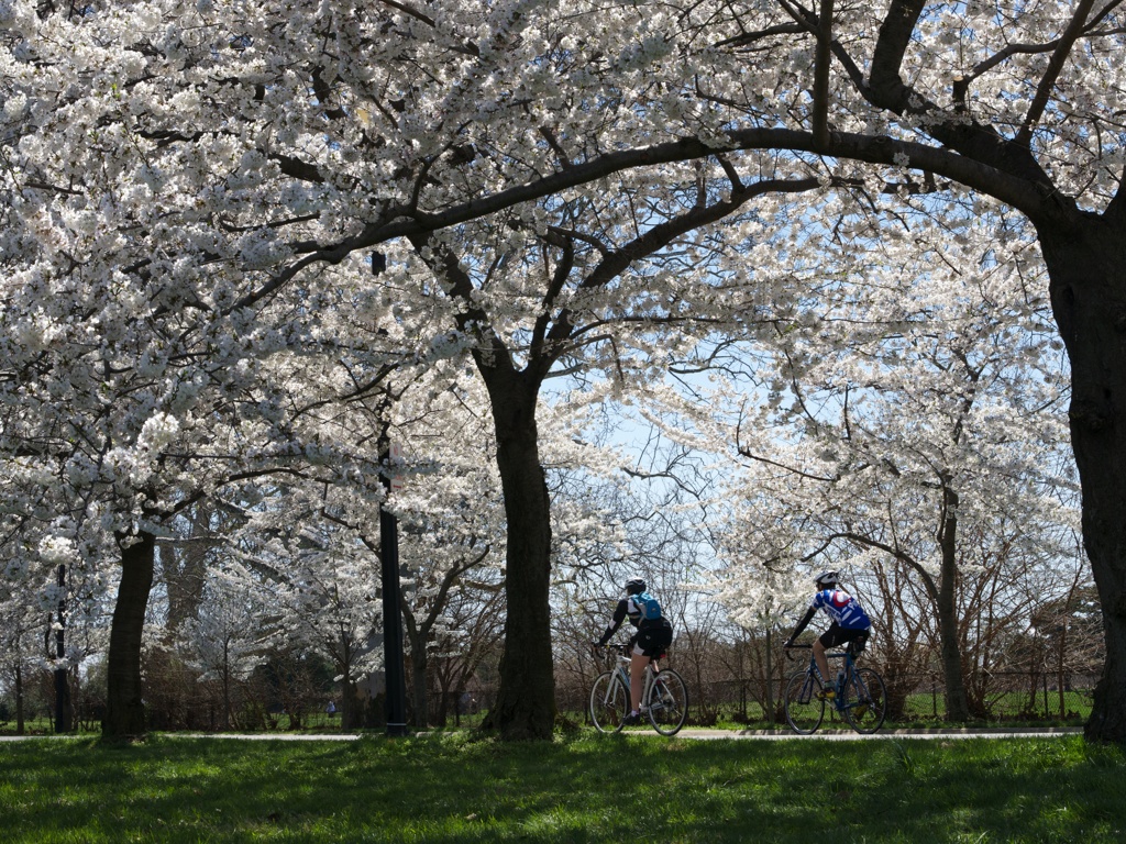 Cherry blossom riding