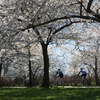 Cherry blossom riding