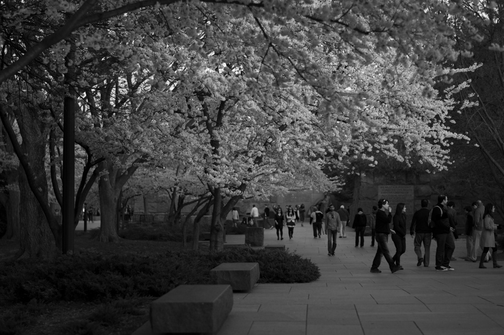 Cherry blossoms in DC