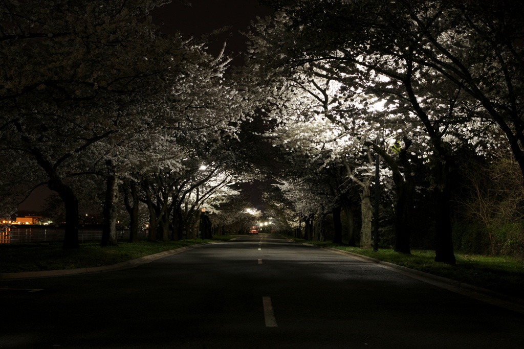 Cherry blossoms in the dark