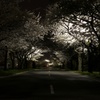 Cherry blossoms in the dark