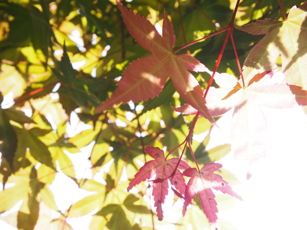 紅葉