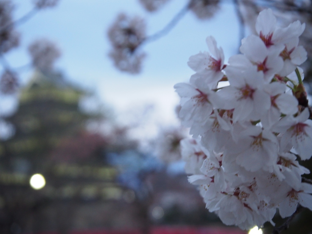 松本城と桜④