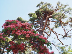 近所の公園