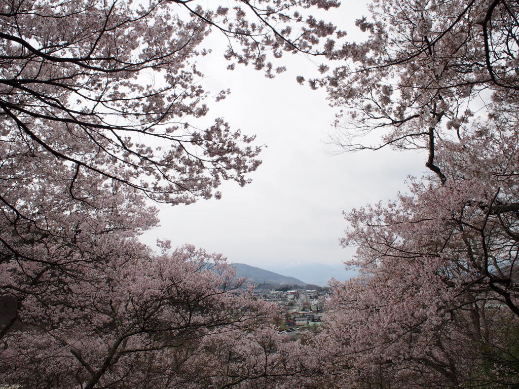 高遠城址公園の桜①