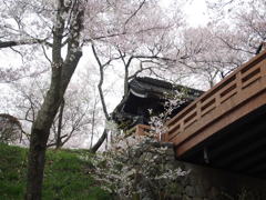 高遠城址公園の桜②