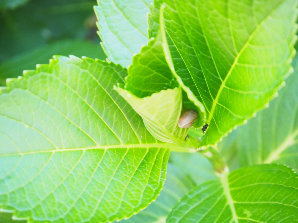 「かたつむり、みつけたっ！」
