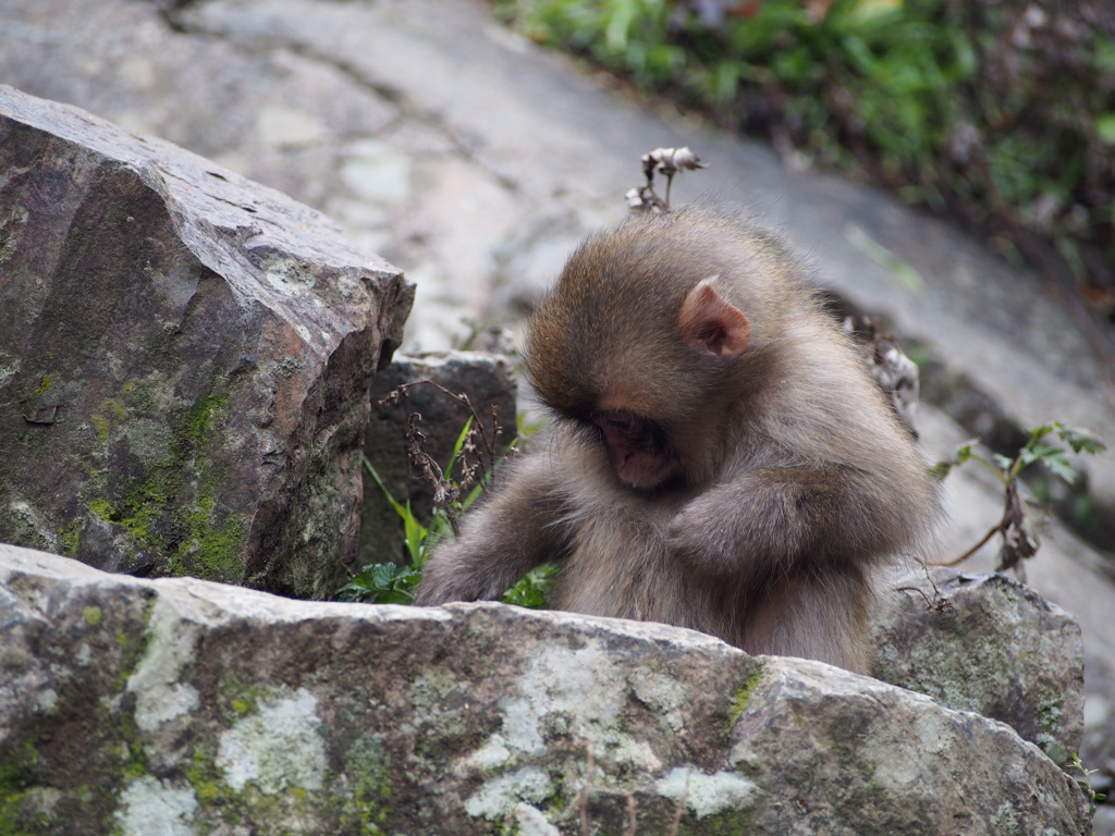 スノーモンキッズ