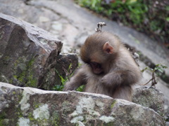 スノーモンキッズ