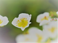 御嶽山に咲く高山植物