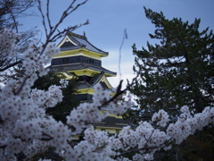 松本城と桜