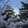 松本城と桜